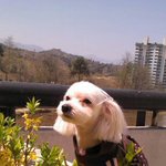 ★★★★★코석이네 강아지 이야기 3[예삐의 햄토리 앓이]★★★★★