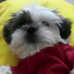 ♥♥♥♥♥♥♥♥우리집 <b>시</b><b>츄</b> 꼬비를 소개합니다♥♥♥♥♥♥♥♥♥