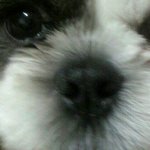 ♥♥♥♥♥♥♥우리집 <b>시</b><b>츄</b> 꼬비를 소개합니다♥♥♥♥♥♥♥