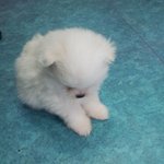 (사진많긔) 목베개 품는 화이트 <b>포메</b> 성장기~