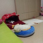 (사진더많긔) 목베개 품는 화이트 <b>포메</b> 성장기~