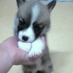 **********다리짧고 <b>허리</b> 긴 달자짜응*****************