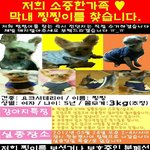 ★잃어버린 가족같은 막내 <b>찡찡이</b>를 찾고싶어요★