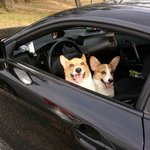 [<b>웰시</b>코기] <b>웰시</b>코기 가족과 노처녀 -ㅅ-의 육아일기2