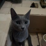 ★동생 따라 들어온 <b>러시안</b>블루★