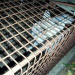 ★사춘기냥 바다의 가출일기(사진 有)★