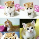 ★★똥꼬! 발랄 ! 순덕 삼남매의 매력에 빠져볼 준비되었습니까?★★