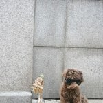 <b>갈색</b>눈과 <b>갈색</b>코 귀엽고 귀여운 앙쥬입니닷 :)