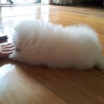 (사진더더많긔) 목베개 품는 화이트 <b>포메</b> 성장기~