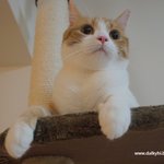 【유봉이/앙즈판】유봉이 앙즈사진 베스트 콜렉숀#1