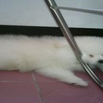 ★몽식이★ 화이트포메 <b>역변</b>과 정변을 다 거친 개!!!!!!!!!...