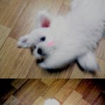 @@나는 만복이다 멍!