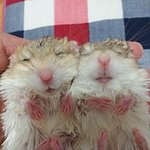 펫테일 저빌 이라는 동물을 아시나요~? 엄청 귀엽고 깜찍합니다!