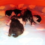 건강하고 씩씩한 뿔이네 새끼냥이들을 품어주실 가족을 찾습니다. 한번씩...