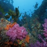 바다 밑이 ‘사막’이 되고 있다, 바다에도 숲이 필요해 !