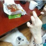 <b>뉴턴</b>의 법칙을 믿는 강아지