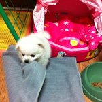 (스피츠) 나처럼 잘 수 있어????????