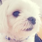 ★★★★★ (사진많多) 시로는 시로시로 ★★★★★