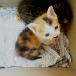 사진有))) 동물병원앞에 천사♥♥♥♥♥♥♥♥♥♥♥♥♥♥♥♥♥♥♥♥♥♥♥♥♥