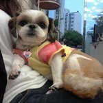 크리스마스이브날 태어나서 이름이 크리스인 <b>도도</b>犬.