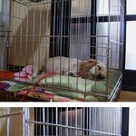 천사같은 악마두마리를 키우고있어용 ~ ㅎㅎ