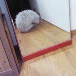 버려졌던 발톱없는 고양이 쫄리를 소개합니다 ♥1