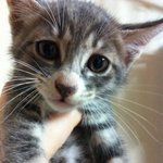 1달반된 고양이의 주인이 되실분들~~★