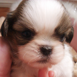 태어난지 한달만에 우리집으로 온 조이 이야기~