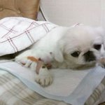 ♡♡페키니즈 개뚱&amp;몽 이를 소개합니다♡♡