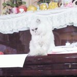 버려졌던 <b>발톱</b>없는 고양이 쫄리를 소개합니다 ♥2