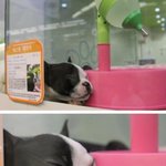 잠을 진~짜 이상하게 자는 엽기 '<b>보스턴</b>테리어'