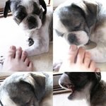 표정만 봐도 귀여운 <b>동물</b>들 모음