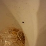 롯데리아 <b>콜라</b>에서 벌레가 나왔어요..