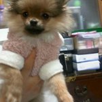 우리집 기요미 포메라니언 <b>보리</b>를소개함니당!!*^^* ♥