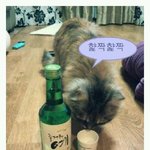 소주먹는 고양이! 즐거워<b>예</b> 순이>_<를 소개 합니당