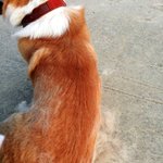 [<b>웰시</b>코기] <b>웰시</b>코기 가족과 노처녀 -ㅅ-의 육아일기 ...3