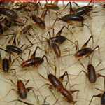 ★ 싫다싫다★ 간단하게?? "곱등이" 퇴치 하는법 !!!