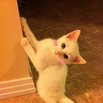 ♡♥♡♥ 보고 반하지 않을 자신있는 분들만 보세요~  (사진多 스압주의)...