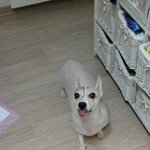 **********다리짧고 허리 긴 달자짜응  e탄*******...