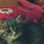 시크도도까칠 나오미냐옹