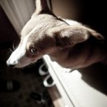 웰시코기 "산이" 의 사진전 - 1 -