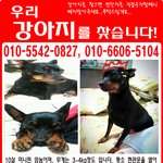 도와주세요 대구 북구 산격동 미니핀을 찾습니다 ㅠㅠ
