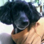 <b>신길동</b> 검은색 푸들 강아지