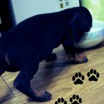 똥꼬<b>발랄</b>한 봄이를 소개합니다