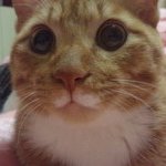 어제 저녁에  입원시킨 고양이가 오늘 오전에 죽었다네요