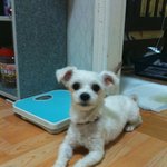 ★★주인을 진심으로 무는 우리 강아지를 어떻게하면 좋을까요?ㅠㅠ★★