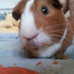 우리집 기니피그 <b>방울</b>이 ㅇ,ㅇ ( 능 수정했음)....