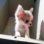 [스압주의!] 구ㅣ요미 치와와를 소개합니다:)