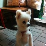 산책가다 만난 인형개(믹스견)