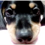 닥스훈트의매력 - 탱구이야기